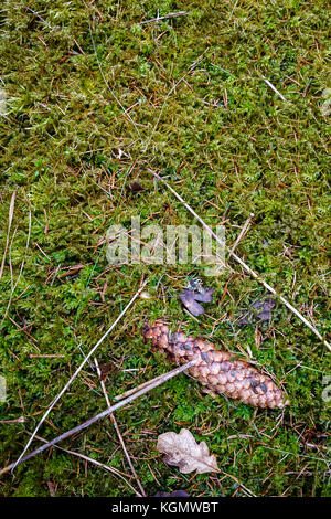 Fir cone lying on green soft moss in a forest. Cloudy, rainy weather. Forest soil texture background Stock Photo