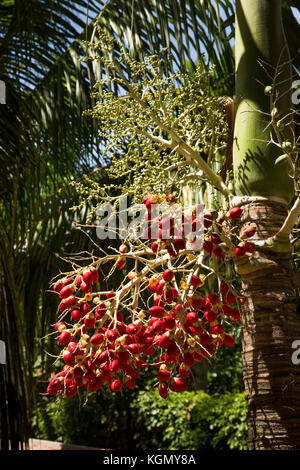 The Seychelles, La Digue, Grand Anse, red fruit on African oil palm tree, Elaeis guineensis Stock Photo