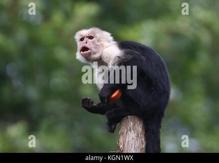 Central American White headed capuchin monkey (Cebus capucinus) eating fruit. Stock Photo