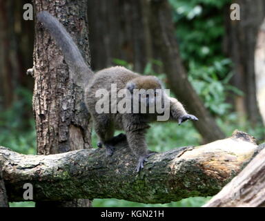 Madagascar Lac Alaotra bamboo lemur (Hapalemur alaotrensis), a.k.a. Alaotran gentle lemur Stock Photo