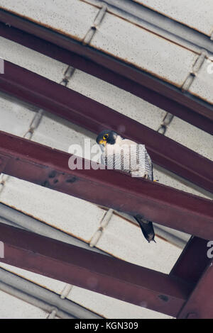 Peregrine Falcon ( Falco peregrinus ), adult male, perched on a steel joist under a metal roof of an industrial building, resting, watching, Europe. Stock Photo