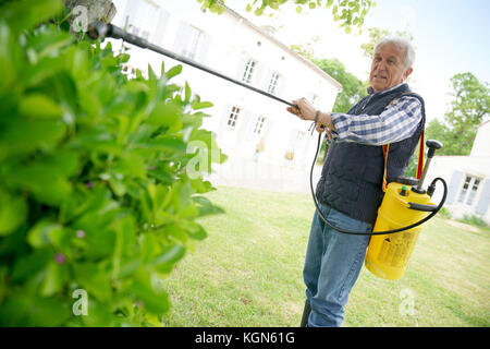 Senior man in garden spraying insecticide on trees and plants Stock Photo