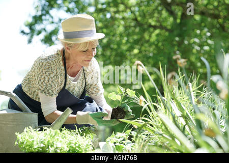 Senior woman gardening on beautiful spring day Stock Photo