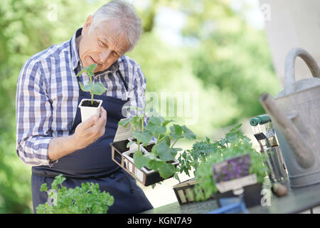 Senior man in garden looking at young plants Stock Photo