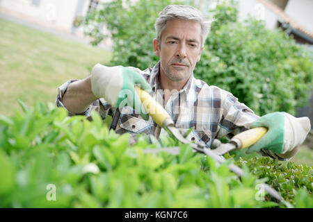 Mature man in garden trimming hedges Stock Photo