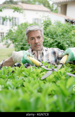 Mature man in garden trimming hedges Stock Photo