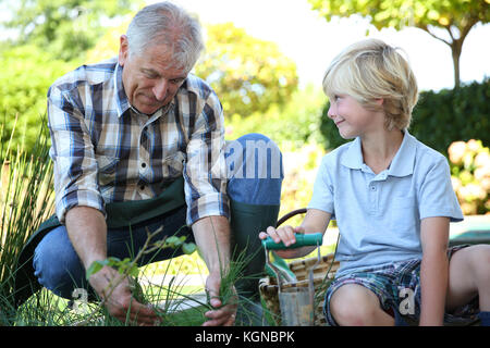 Grandpa with grandson gardening together in summer time Stock Photo