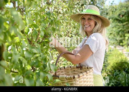 Smiling blond woman picking fruits from tree Stock Photo