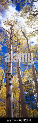 USA. Arizona. Coconino National Forest. Aspen Trees in fall. Stock Photo