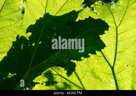 Gunnera Tinctoria. Giant rhubarb leaves with shadows in sunlight Stock Photo