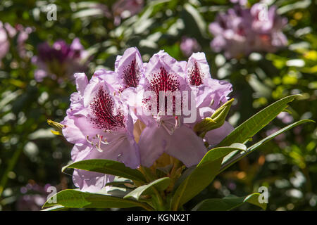 Rhododendron 'Blue Peter' Stock Photo