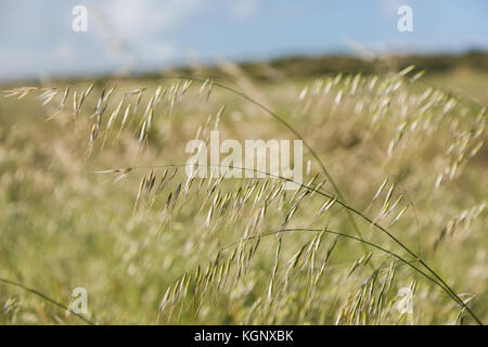 Ripening wheat crops at Kingston in South Australia's south east. Stock Photo
