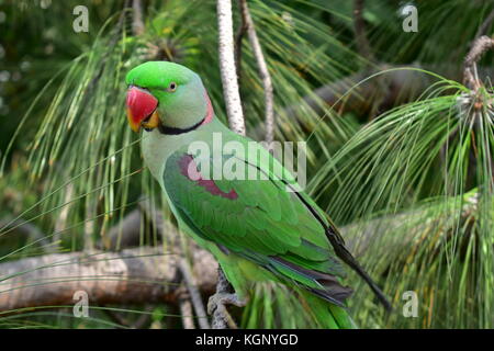 An Alexandrine parakeet or Alexandrian parrot (Psittacula eupatria) sitting on a pine tree. Stock Photo