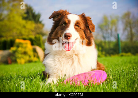 A cute dog is lying on a grass and holding its frisbee. Stock Photo