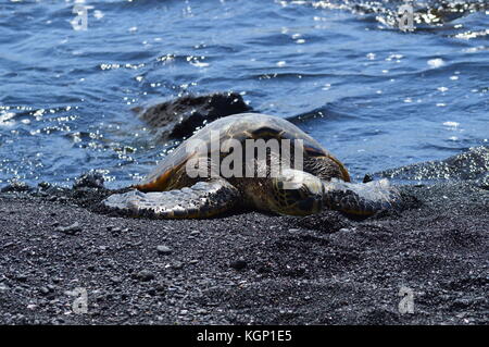 Turtles On A Black Sand Beach In Hawaii Stock Photo