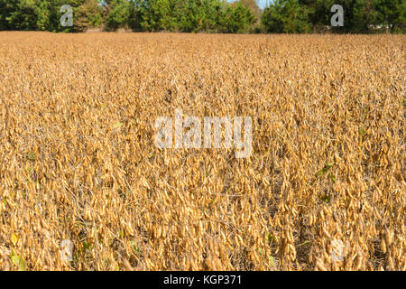 Soy bean field, landscape, for text Stock Photo