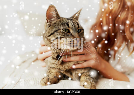 cat lying in bed at home Stock Photo