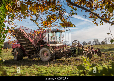 UK Farming, a Vervaet sugar beet harvester at work on a crop November 2017 Stock Photo