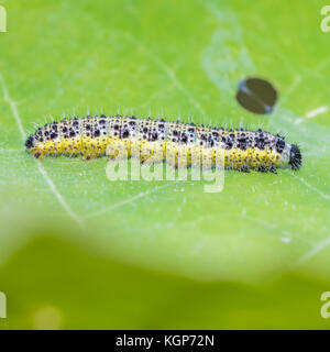 A large, green, white butterfly caterpillar has eaten most of the ...