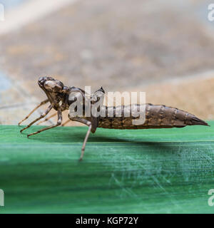 A macro shot of the larval remains of a dragonfly nymph. Stock Photo