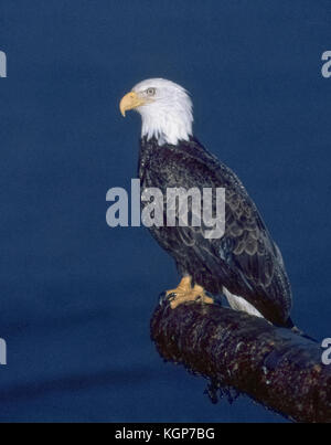 This American bald eagle (Haliaeetus leucocephalus) is caught at night by the flash from a camera as the bird of prey rests in the rain on a tree limb that is his perch over Kachemak Bay on the Kenai Peninsula at Homer, Alaska, USA. Native to North America, the bald eagle was adopted as the national bird of the United States in 1782. Stock Photo