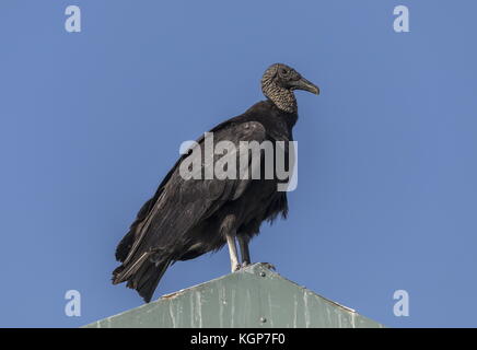 American Black vulture, Coragyps atratus, perched on roof, Everglades, Florida. Stock Photo