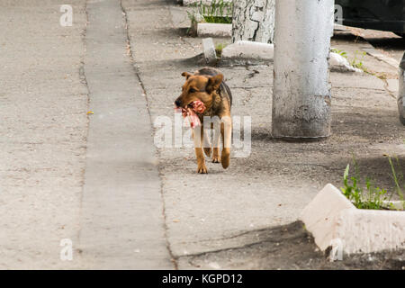 Black brown mongrel walks in autumn forest. Stock Photo