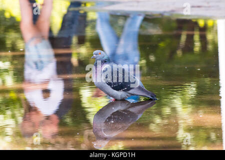 beautiful pigeon drinking water from a puddle in the city, Stock Photo