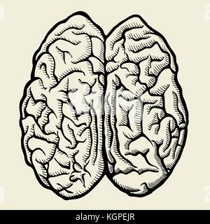 Human brain. Vector hand drawn illustration. Isolated on beige Stock Vector