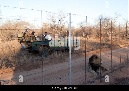 Male adult lion followed by a tourist 4x4 jeep stopping watching from a park fence. Kapama private game reserve near the Kruger national park. Stock Photo
