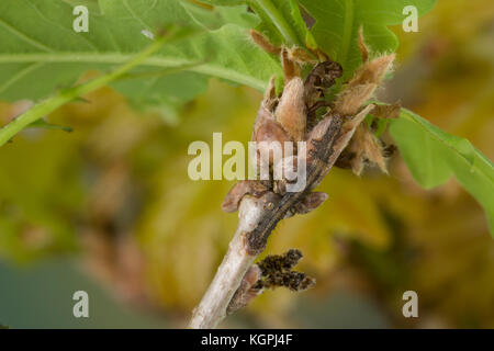 Großes Eichenkarmin, Grosses Eichenkarmin, Großer Eichenkarmin, Raupe, Jungraupe frisst an Eiche, Catocala sponsa, dark crimson underwing, caterpillar Stock Photo