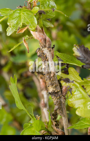 Großes Eichenkarmin, Grosses Eichenkarmin, Großer Eichenkarmin, Raupe frisst an Eiche, Catocala sponsa, dark crimson underwing, caterpillar, la Fiancé Stock Photo