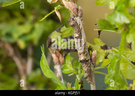 Großes Eichenkarmin, Grosses Eichenkarmin, Großer Eichenkarmin, Raupe frisst an Eiche, Catocala sponsa, dark crimson underwing, caterpillar, la Fiancé Stock Photo