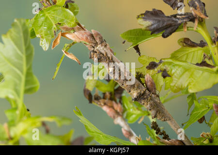 Großes Eichenkarmin, Grosses Eichenkarmin, Großer Eichenkarmin, Raupe frisst an Eiche, Catocala sponsa, dark crimson underwing, caterpillar, la Fiancé Stock Photo