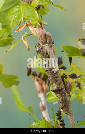 Großes Eichenkarmin, Grosses Eichenkarmin, Großer Eichenkarmin, Raupe frisst an Eiche, Catocala sponsa, dark crimson underwing, caterpillar, la Fiancé Stock Photo