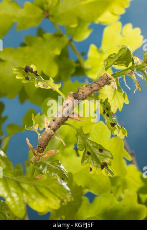 Großes Eichenkarmin, Grosses Eichenkarmin, Großer Eichenkarmin, Raupe frisst an Eiche, Catocala sponsa, dark crimson underwing, caterpillar, la Fiancé Stock Photo