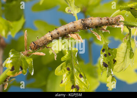 Großes Eichenkarmin, Grosses Eichenkarmin, Großer Eichenkarmin, Raupe frisst an Eiche, Catocala sponsa, dark crimson underwing, caterpillar, la Fiancé Stock Photo