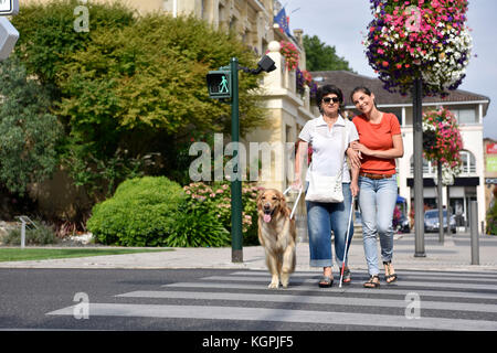 Senior blind woman crossing the street with help of guide dog Stock ...
