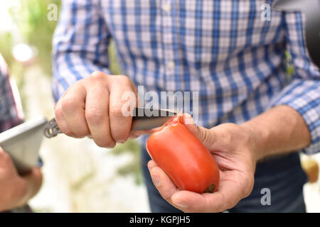 Farmer cutting ripe red tomato from greenhouse Stock Photo