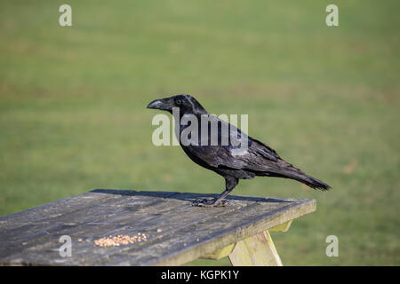 Raven Corvus Corax on picnic table in park Stock Photo