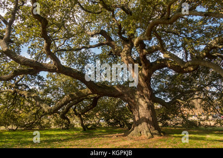 Emancipation Oak tree at Hampton University Virginia Stock Photo