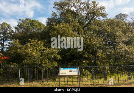 Emancipation Oak tree at Hampton University Virginia Stock Photo