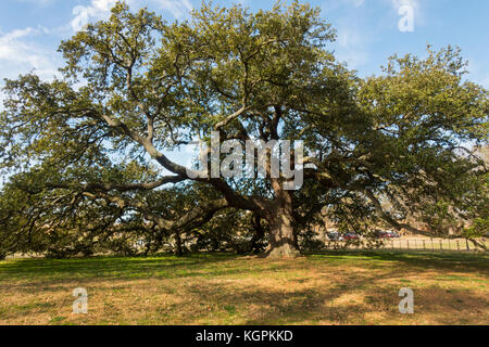 Emancipation Oak tree at Hampton University Virginia Stock Photo