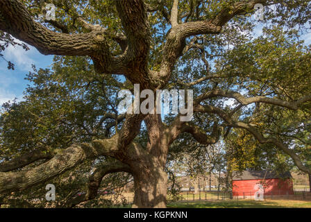 Emancipation Oak tree at Hampton University Virginia Stock Photo