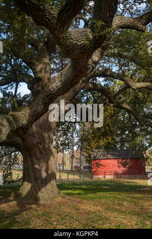 Emancipation Oak tree at Hampton University Virginia Stock Photo