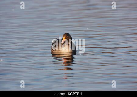 A Greylag goose,Anser anser,resting on a lake. Stock Photo