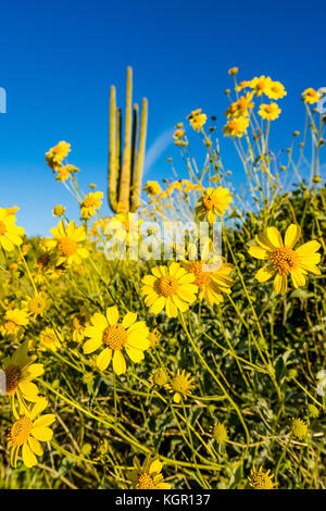 Wide angle view of brittlebush blooms, saguaro cactus in background near Bartlett Lake area of Tonto National Forest north east of Phoenix, Arizona, Stock Photo