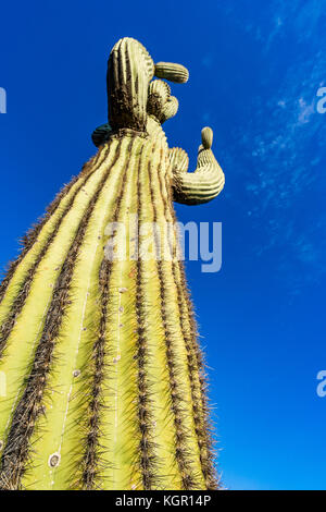 Wide angle view up Saguaro cactus near Bartlett Lake area of Tonto National Forest in Maricopa County north east of Phoenix, Arizona, USA. Stock Photo