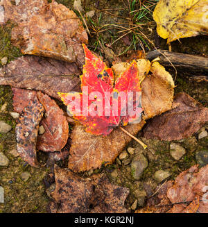 Fall Color in the Great Smoky Mountains National Park. Stock Photo