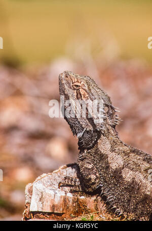 Eastern Water Dragon, Intellagama lesueurii formerly Physignathus lesueurii, New South Wales, Australia Stock Photo